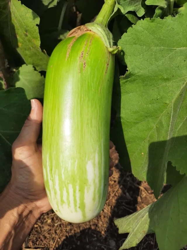 Green Bottel Brinjal