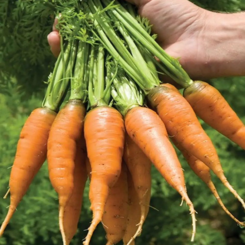 Carrot (Local)