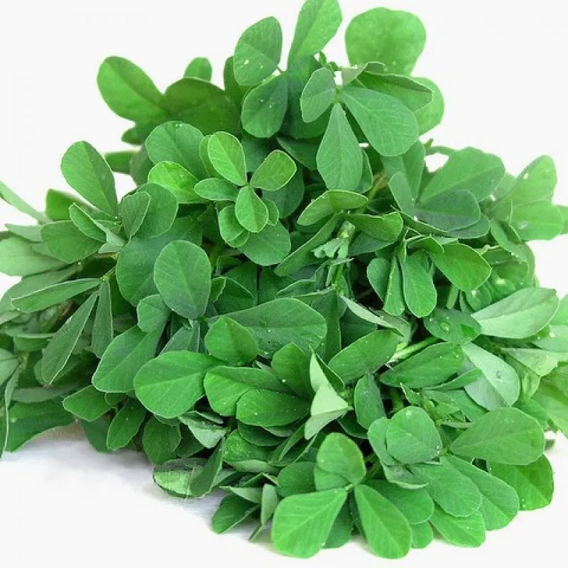 Fenugreek (Methi)
