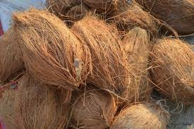 Coconut Small