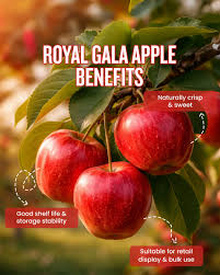 Apple Gala