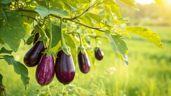 Brinjal Small