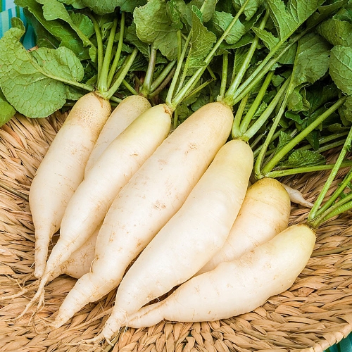 Radish