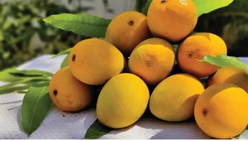 Alphonso Mango (Ratnagiri)