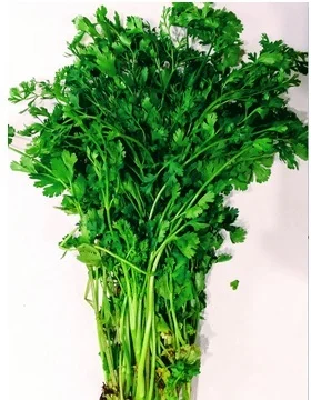 Coriander Bunch