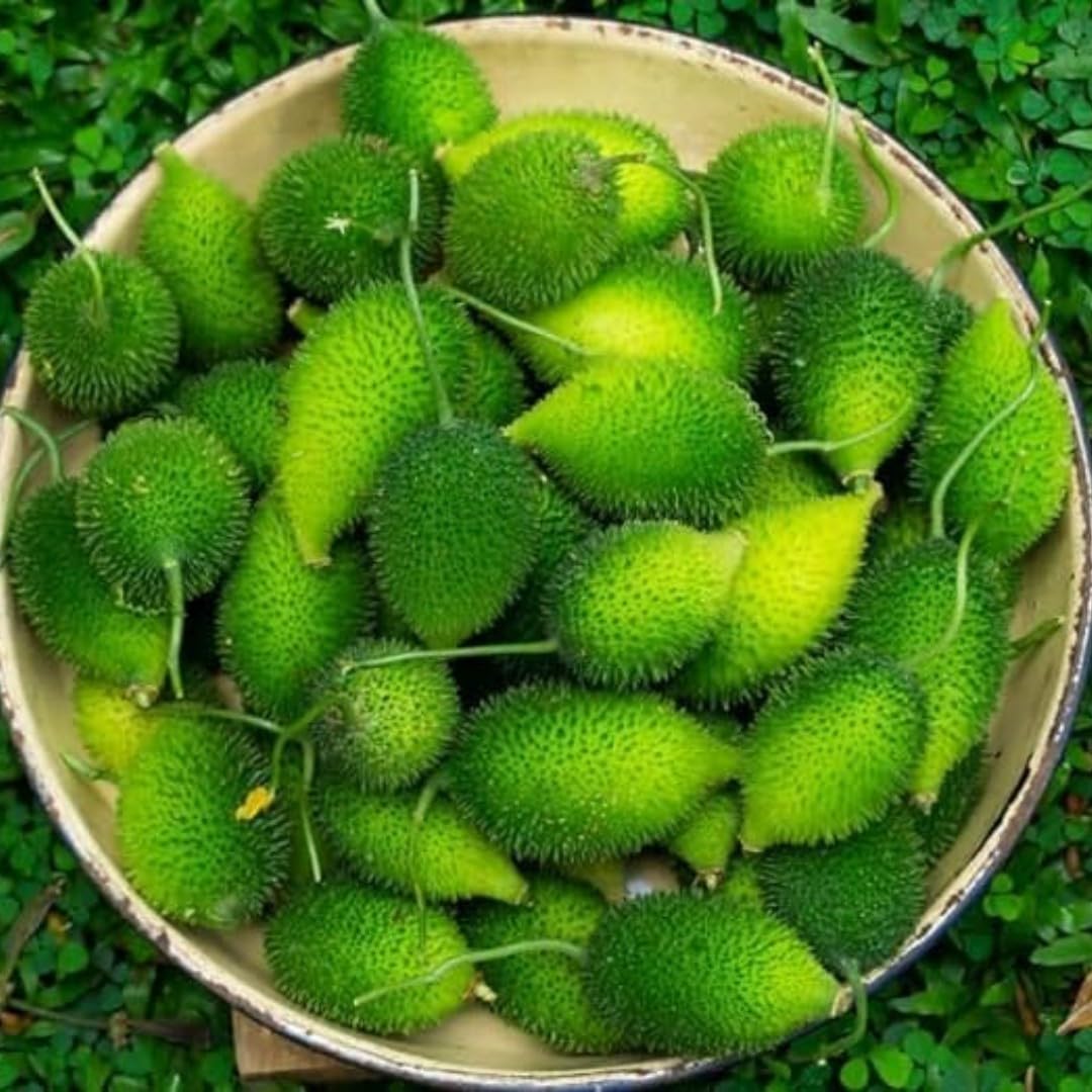 Kantoli ( Forest Bitter Gourd)