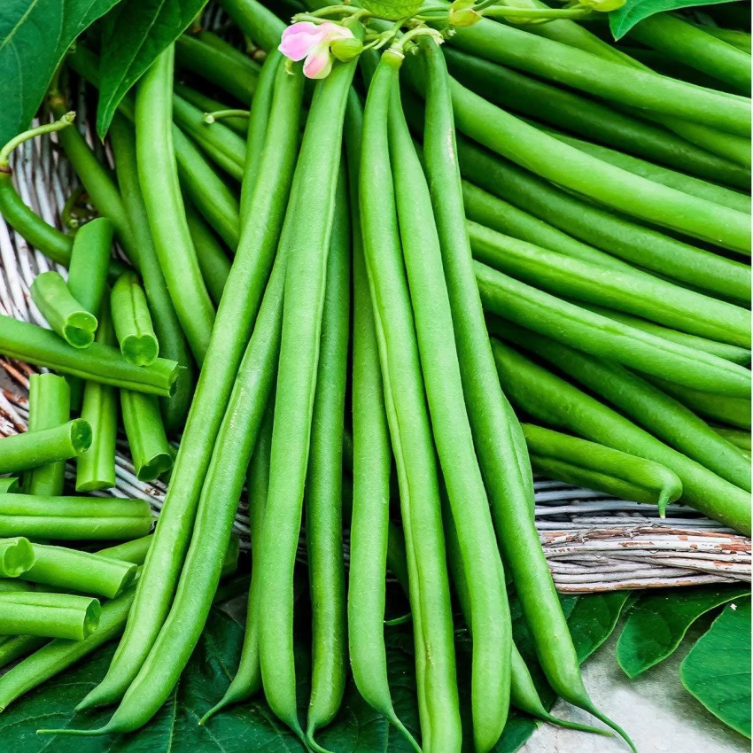 Beans (Haricot)