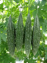 Bitter Gourd